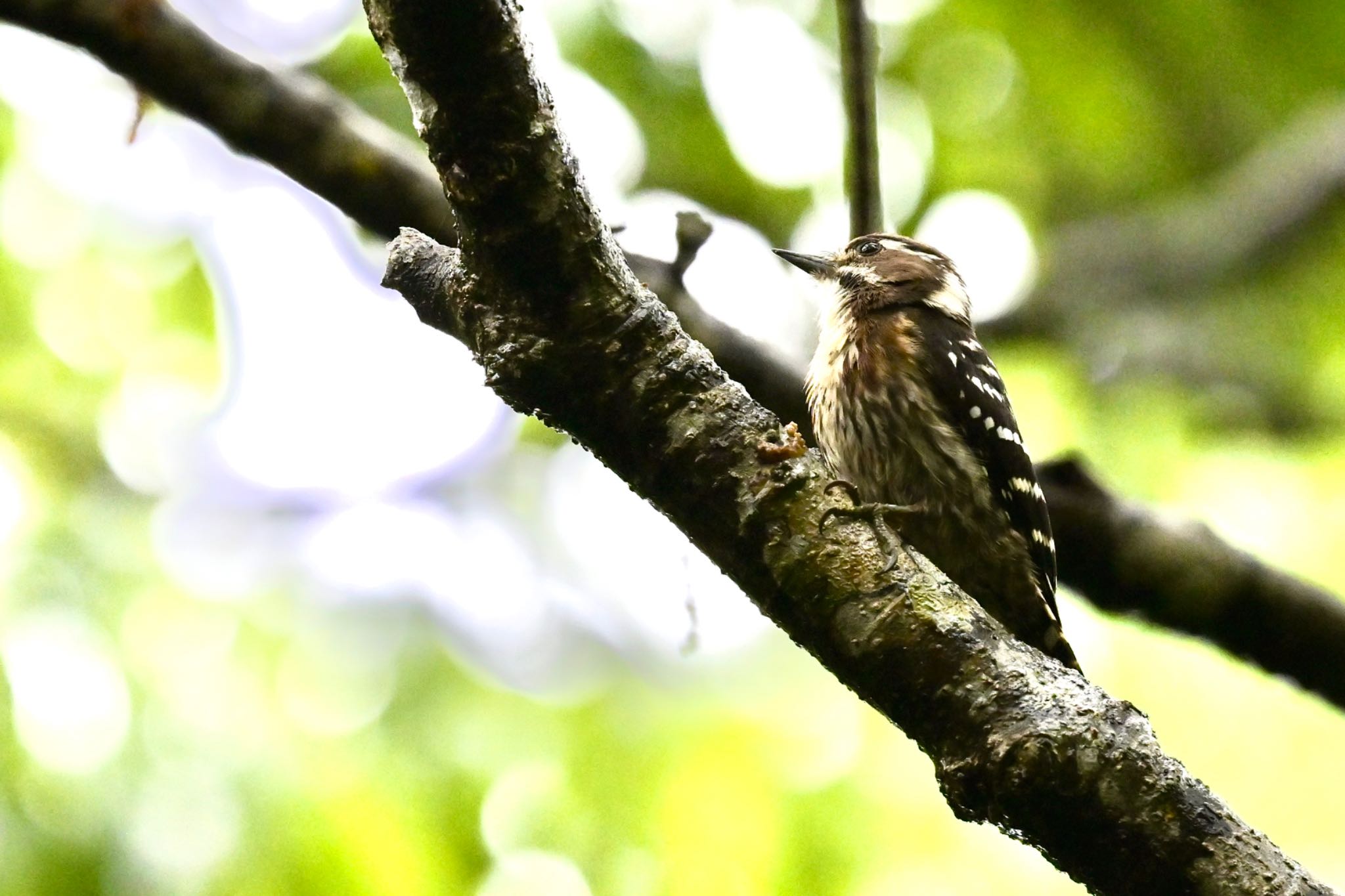 Photo of Japanese Pygmy Woodpecker(amamii) at  by 美妃8