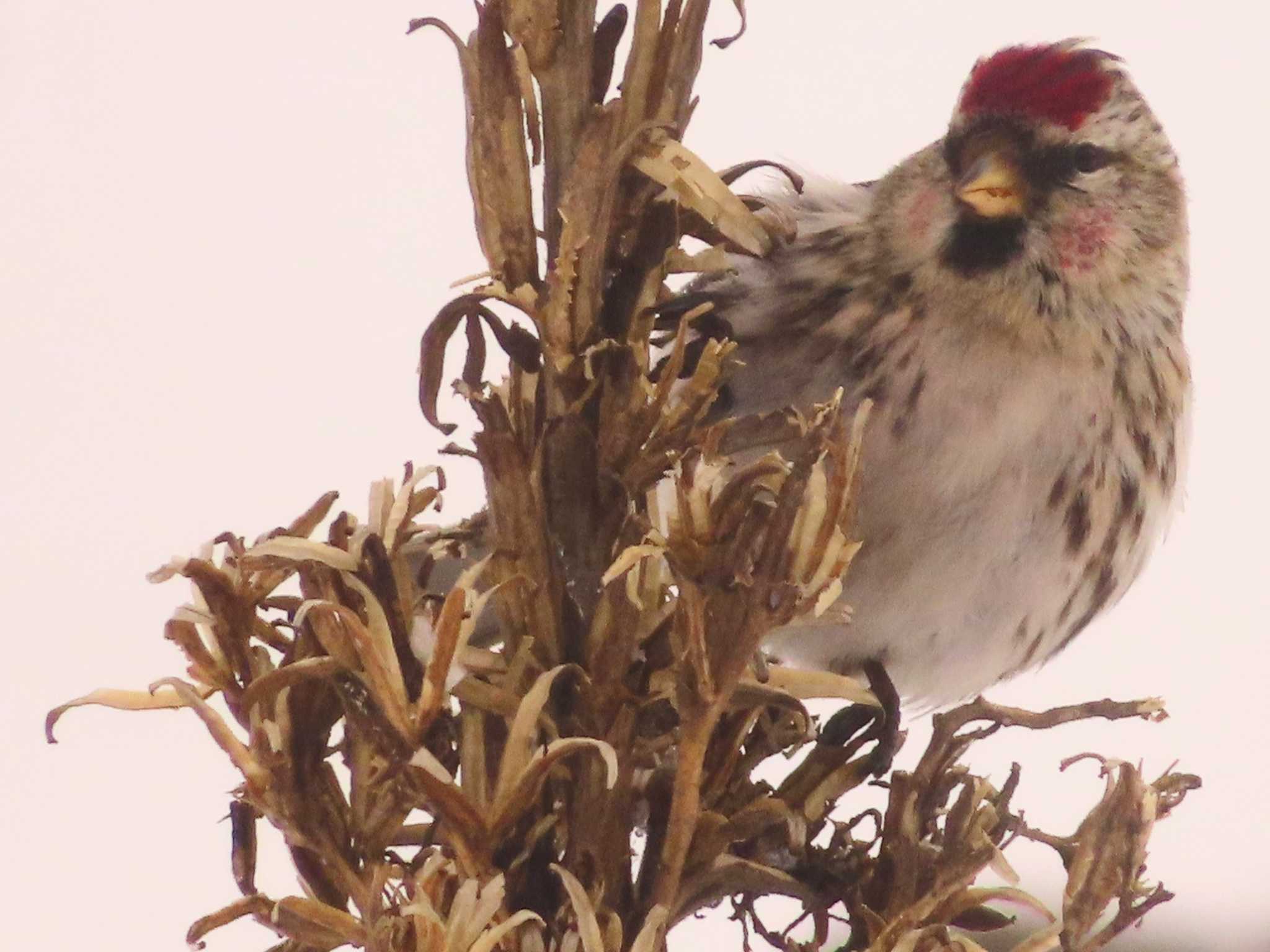 Photo of Common Redpoll at Makomanai Park by ゆ