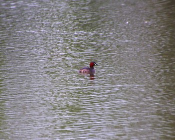 Little Grebe Oizumi Ryokuchi Park Thu, 4/11/2024