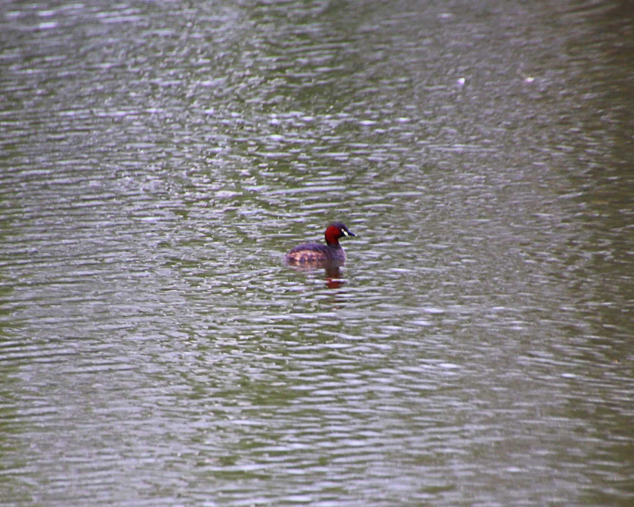 Photo of Little Grebe at Oizumi Ryokuchi Park by Ken Mimura