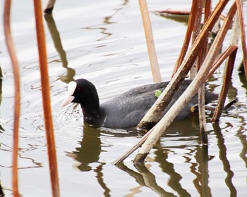 Eurasian Coot Oizumi Ryokuchi Park Thu, 4/11/2024