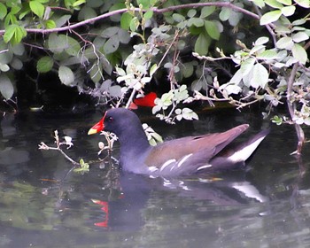 Common Moorhen Oizumi Ryokuchi Park Thu, 4/11/2024