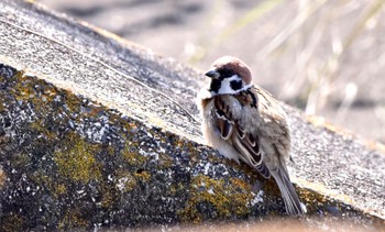 Eurasian Tree Sparrow 原野谷川 Wed, 4/10/2024