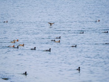 Eurasian Coot 日の出三番瀬沿い緑道 Sun, 4/7/2024