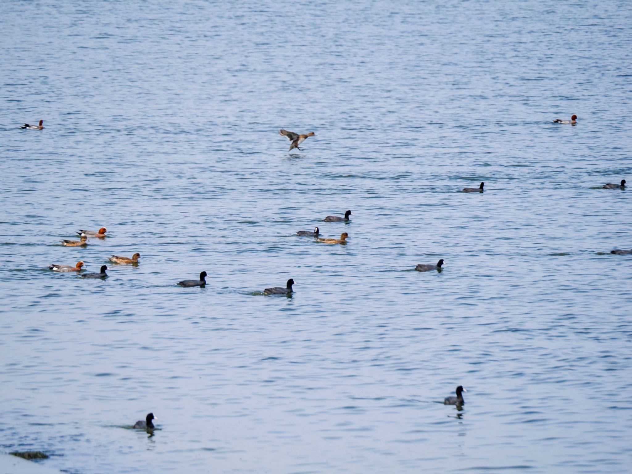 Eurasian Coot