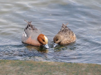 Eurasian Wigeon 日の出三番瀬沿い緑道 Sun, 4/7/2024