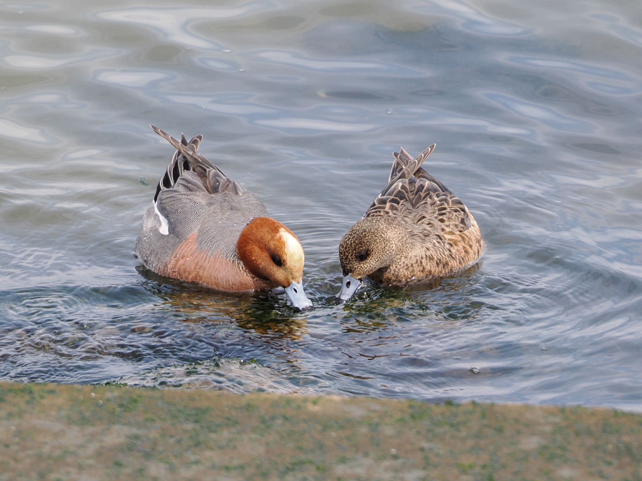 Eurasian Wigeon