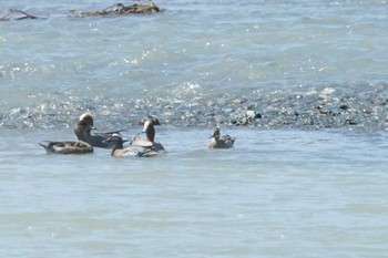 Garganey 酒匂川河口 Wed, 4/10/2024