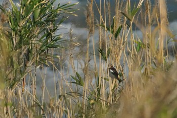 Chestnut-cheeked Starling 酒匂川河口 Wed, 4/10/2024