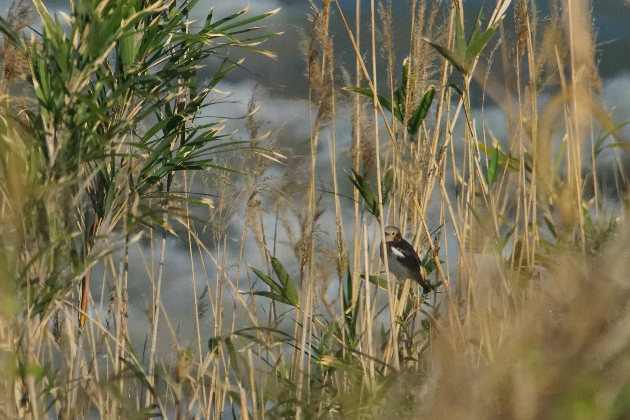 Photo of Chestnut-cheeked Starling at 酒匂川河口 by bea