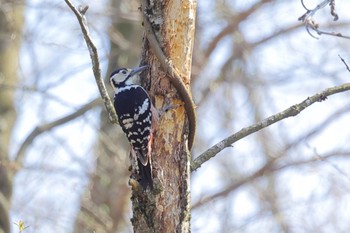 White-backed Woodpecker Unknown Spots Sat, 4/13/2024