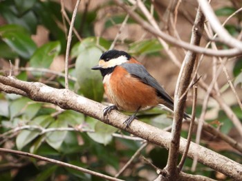 Varied Tit 桐生自然観察の森 Sat, 2/17/2024