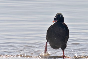 White-winged Scoter Sambanze Tideland Sat, 3/30/2024