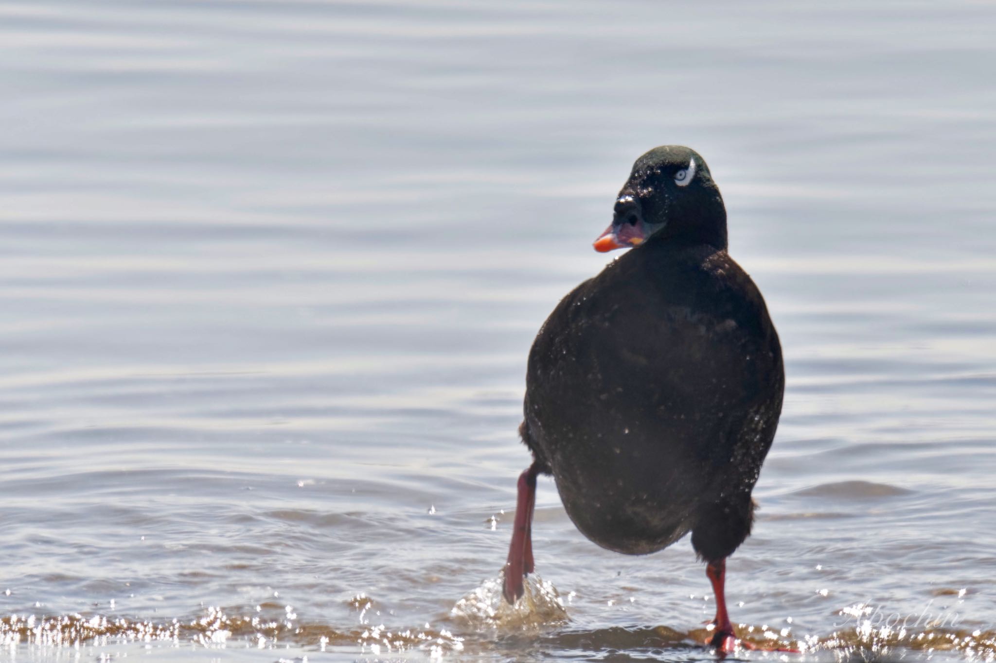 White-winged Scoter