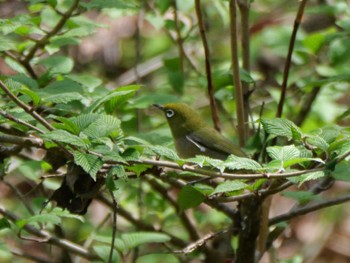 Warbling White-eye 秩父 Mon, 4/15/2024