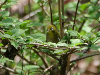 Warbling White-eye 秩父 Mon, 4/15/2024