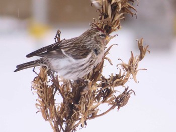 Common Redpoll Makomanai Park Fri, 1/26/2024