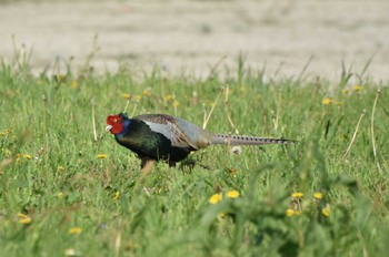 Green Pheasant Watarase Yusuichi (Wetland) Wed, 4/17/2024