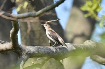 Chestnut-cheeked Starling Watarase Yusuichi (Wetland) Wed, 4/17/2024