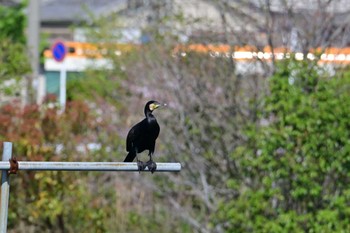 カワウ 平城宮跡 2024年4月14日(日)