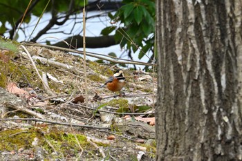 Varied Tit 馬見丘陵公園 Sat, 1/27/2024