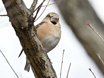 Hawfinch 馬見丘陵公園 Sat, 1/27/2024