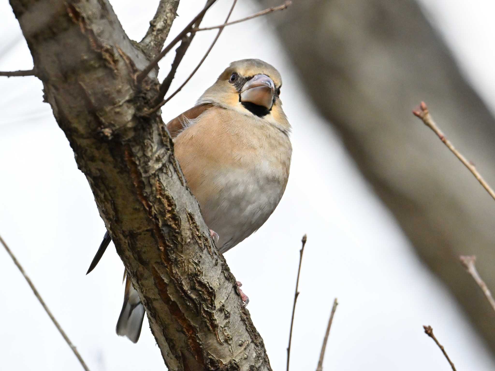 Hawfinch