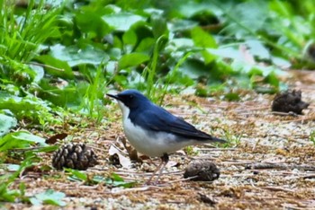 Siberian Blue Robin 大阪市内 Thu, 4/18/2024