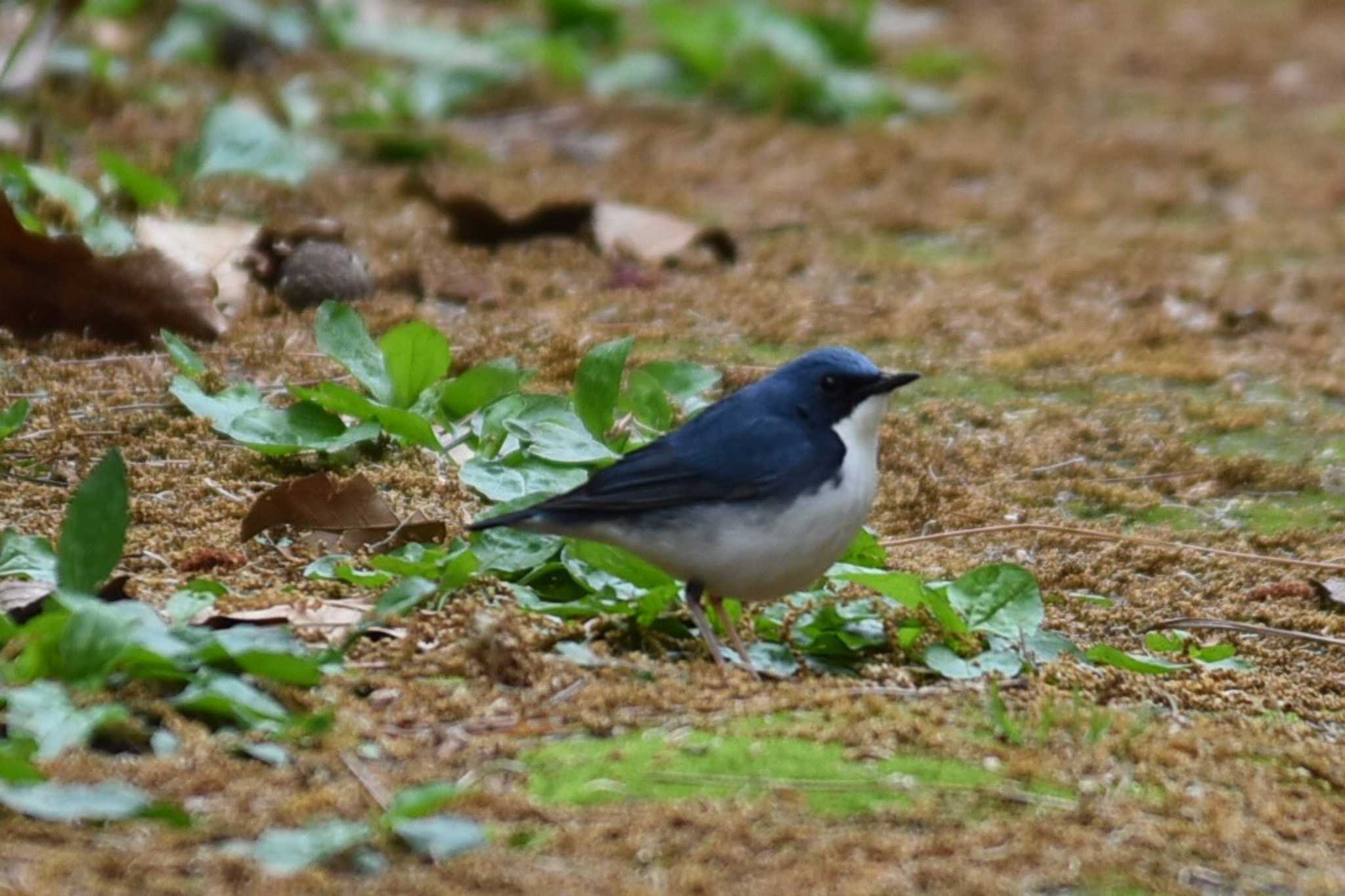 Photo of Siberian Blue Robin at 大阪市内 by IKKEN