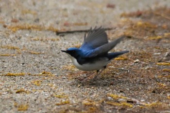 Siberian Blue Robin 大阪市内 Thu, 4/18/2024