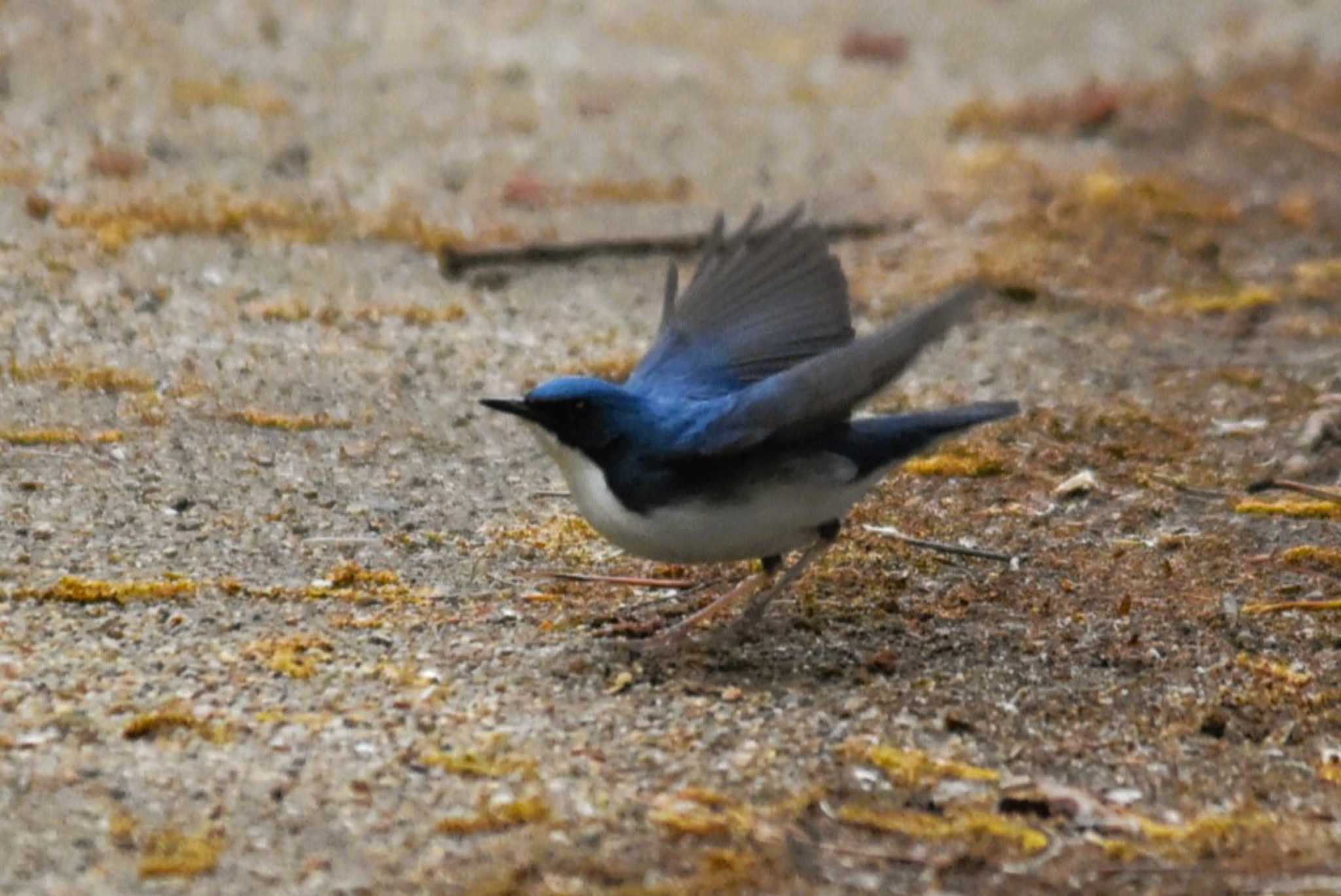 Photo of Siberian Blue Robin at 大阪市内 by IKKEN