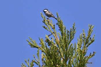 Coal Tit 神奈川県　日向 Mon, 4/15/2024