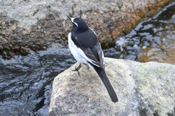 Japanese Wagtail 夙川河川敷緑地(夙川公園) Sun, 3/17/2024