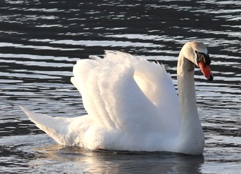 Mute Swan Yamanakako Lake Sun, 4/14/2024