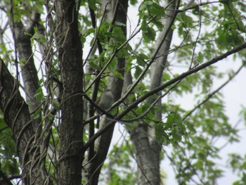 Japanese Bush Warbler 神奈川県川崎市 Wed, 4/17/2024