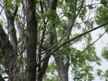 Japanese Bush Warbler 神奈川県川崎市 Wed, 4/17/2024