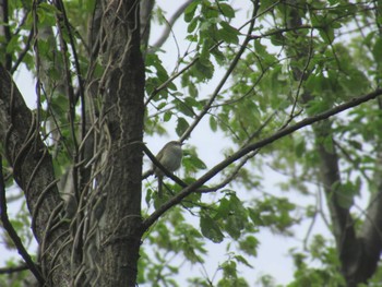 Japanese Bush Warbler 神奈川県川崎市 Wed, 4/17/2024