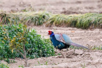 Green Pheasant 利根川 Sat, 3/23/2024