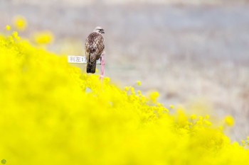 ノスリ 利根川 2024年3月23日(土)