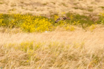 Short-eared Owl 埼玉　荒川河川敷 Sat, 3/23/2024