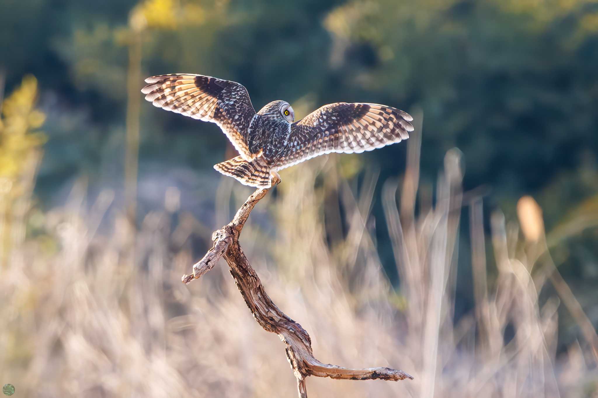 埼玉　荒川河川敷 コミミズクの写真 by d3_plus