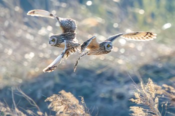 Short-eared Owl 埼玉　荒川河川敷 Sat, 3/23/2024