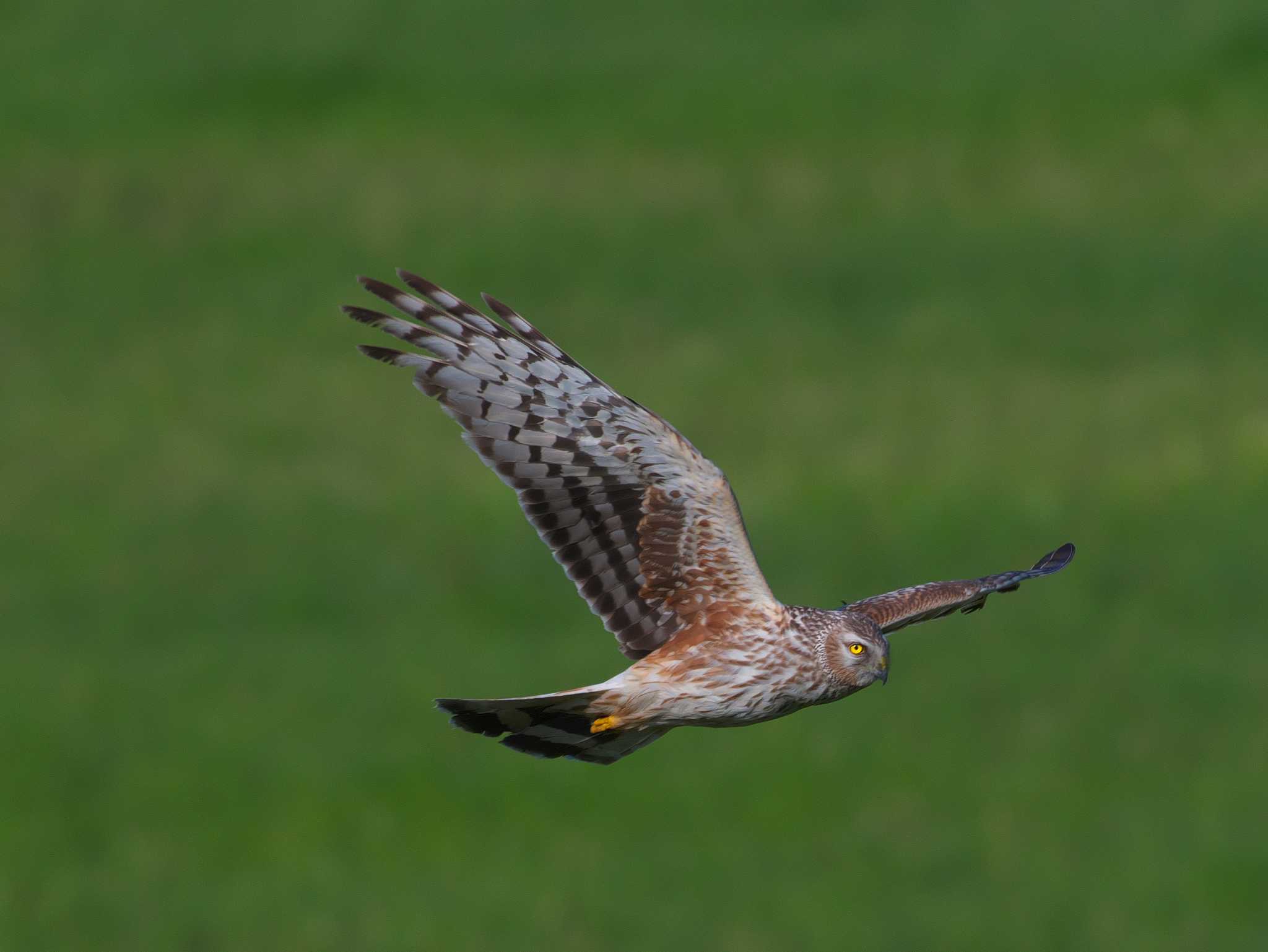 Photo of Hen Harrier at 栃木県 by snipe