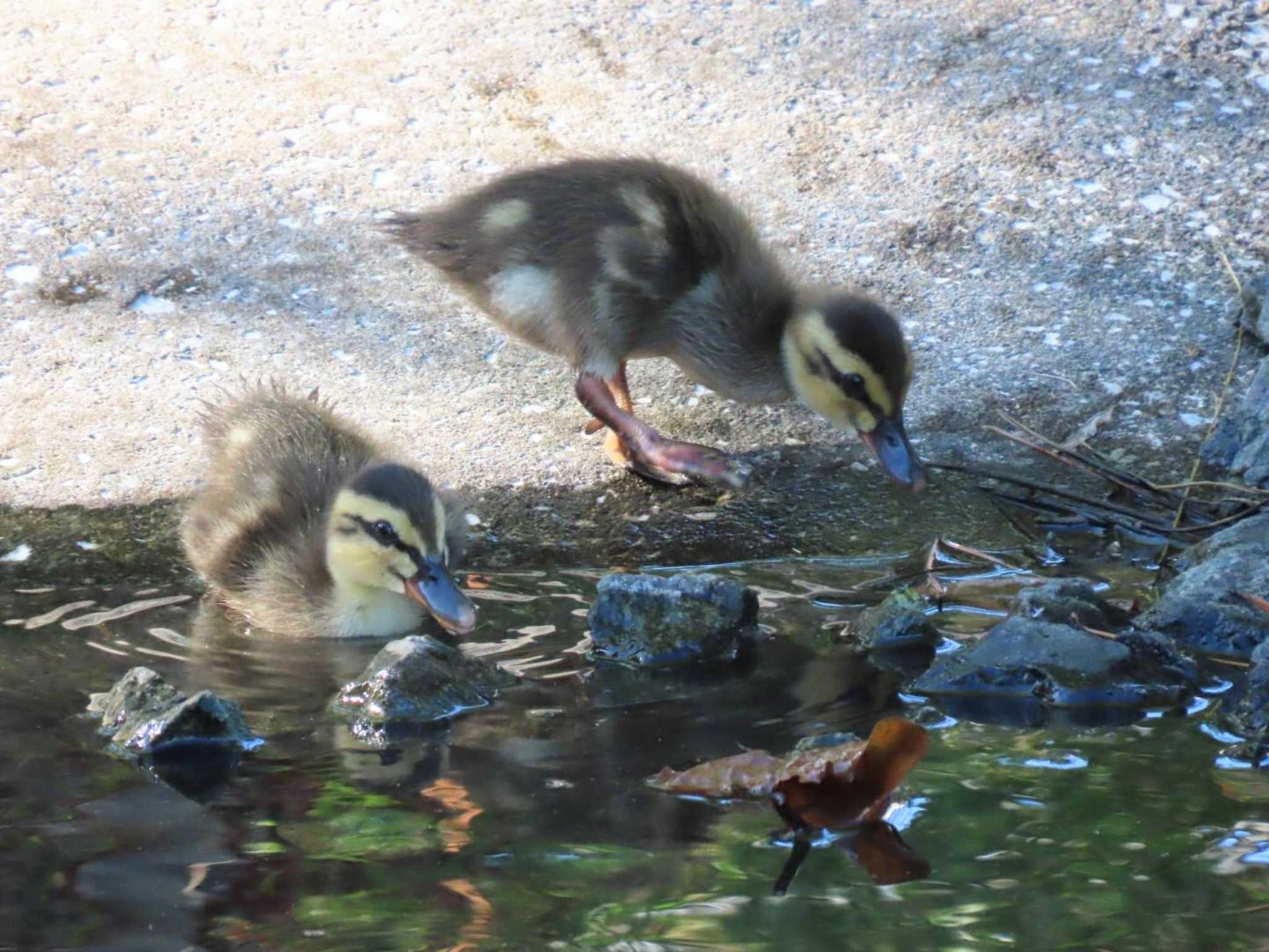 八景島 カルガモの写真