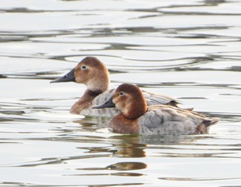 Canvasback Unknown Spots Sat, 3/2/2024