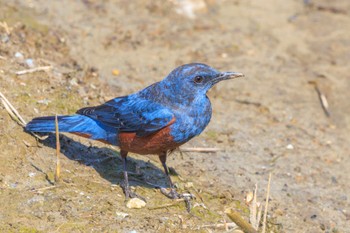 Blue Rock Thrush 喜瀬川 Sat, 3/16/2024