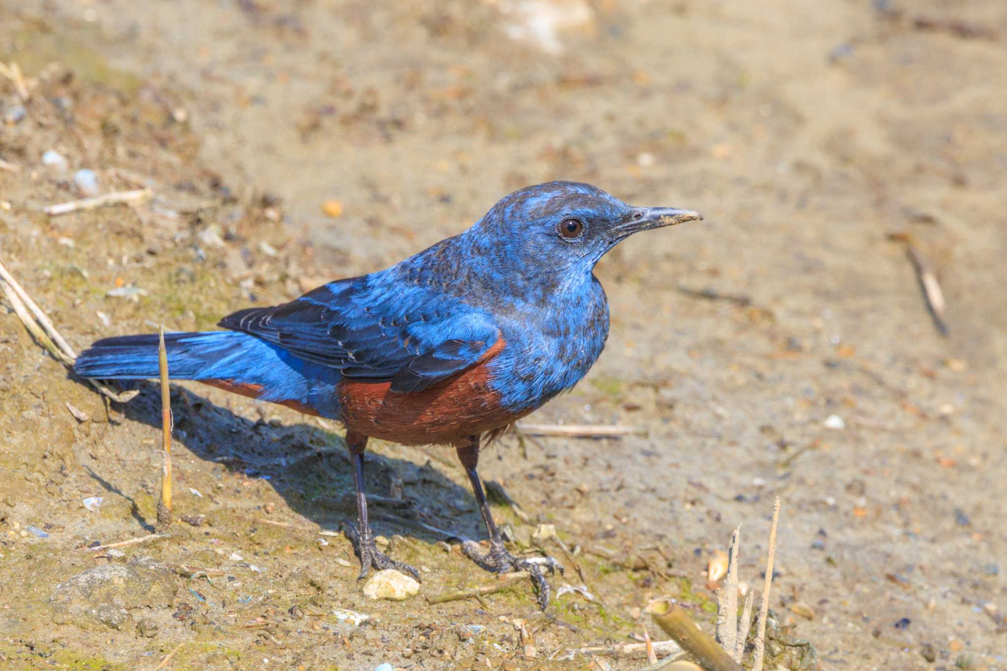 Photo of Blue Rock Thrush at 喜瀬川 by ときのたまお