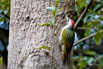 Japanese Green Woodpecker 真鶴岬 Sat, 4/6/2024