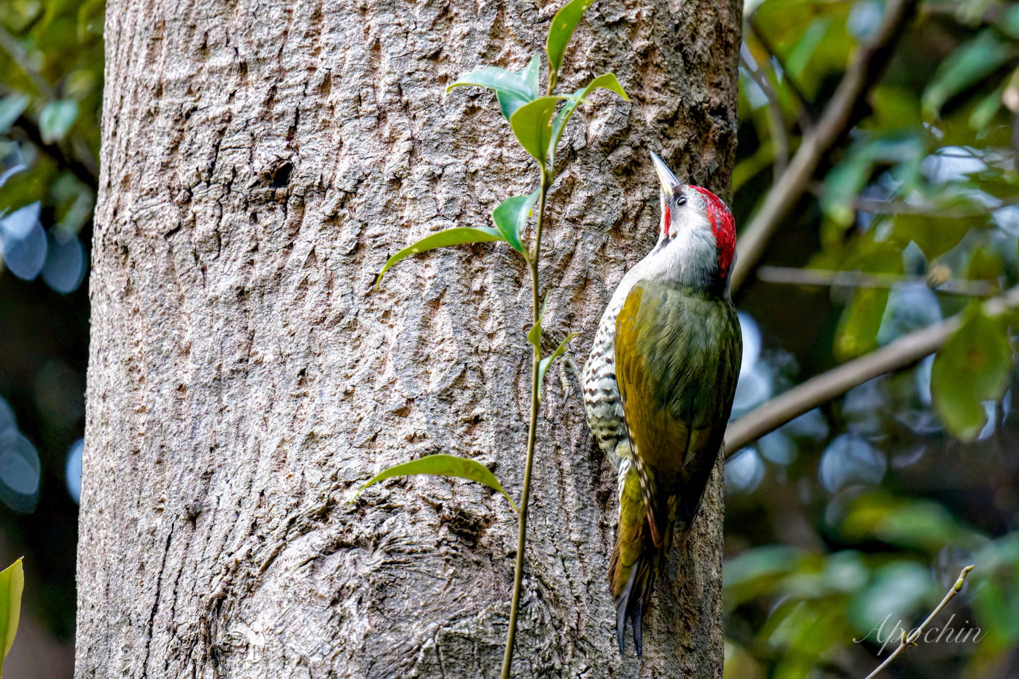 Photo of Japanese Green Woodpecker at 真鶴岬 by アポちん