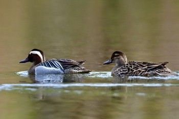 Garganey Unknown Spots Thu, 4/11/2024